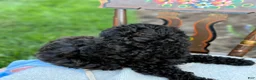 Toy Poodle dogs for sale: Captain - Ad 10