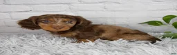 Miniature Dachshund dogs for sale: Colten - Ad 3
