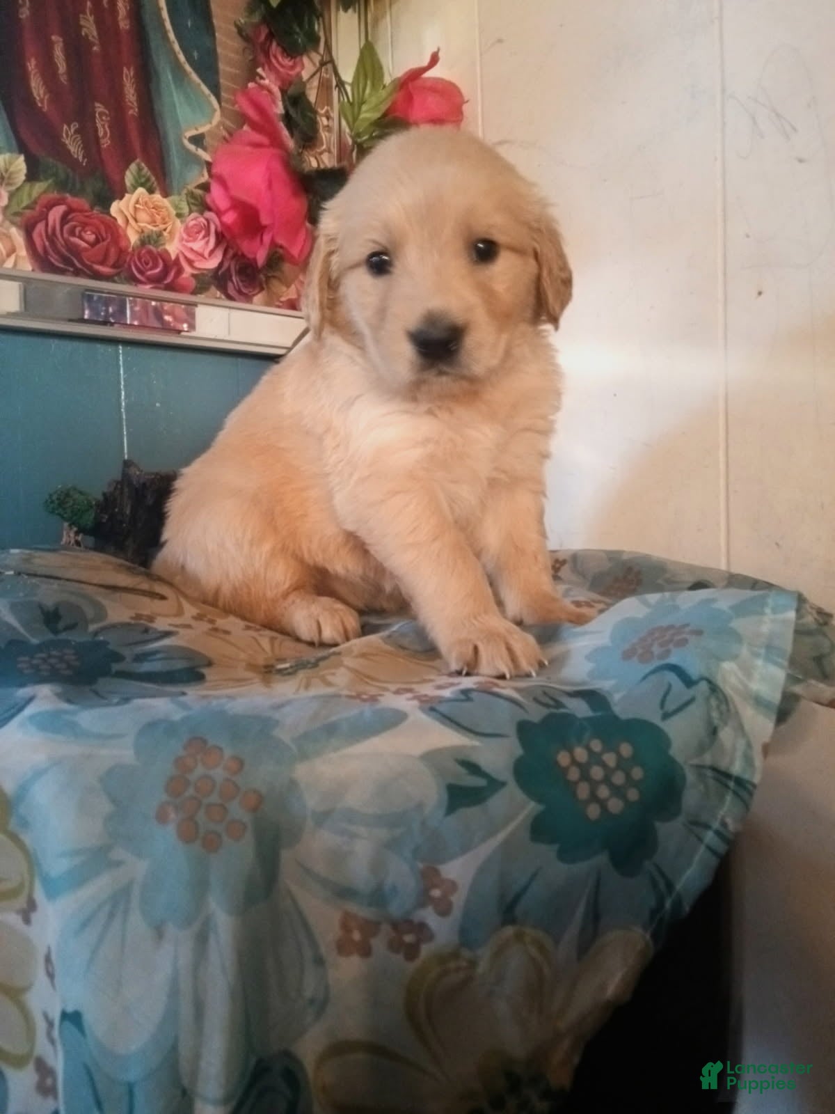 Golden Retriever dogs Girl 2 - Ad 1