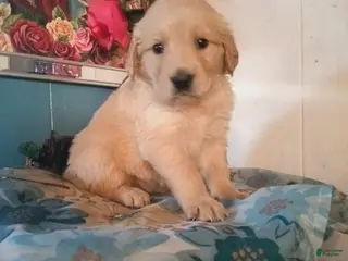 Golden Retriever dogs Girl 2 - Ad 1