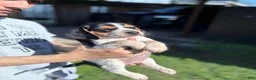 Beagle dogs for sale: Buttercup  - Ad 18