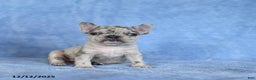 French Bulldog dogs for sale: Zula - Ad 1