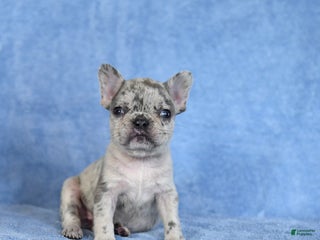 French Bulldog dogs Zula - Ad 20
