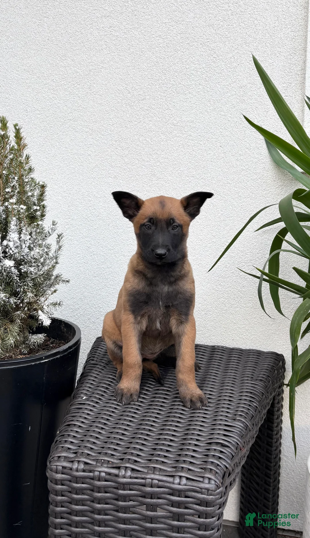 Belgian Malinois dogs for sale: Belgian Malinois Puppy (Mavis) - Ad 3