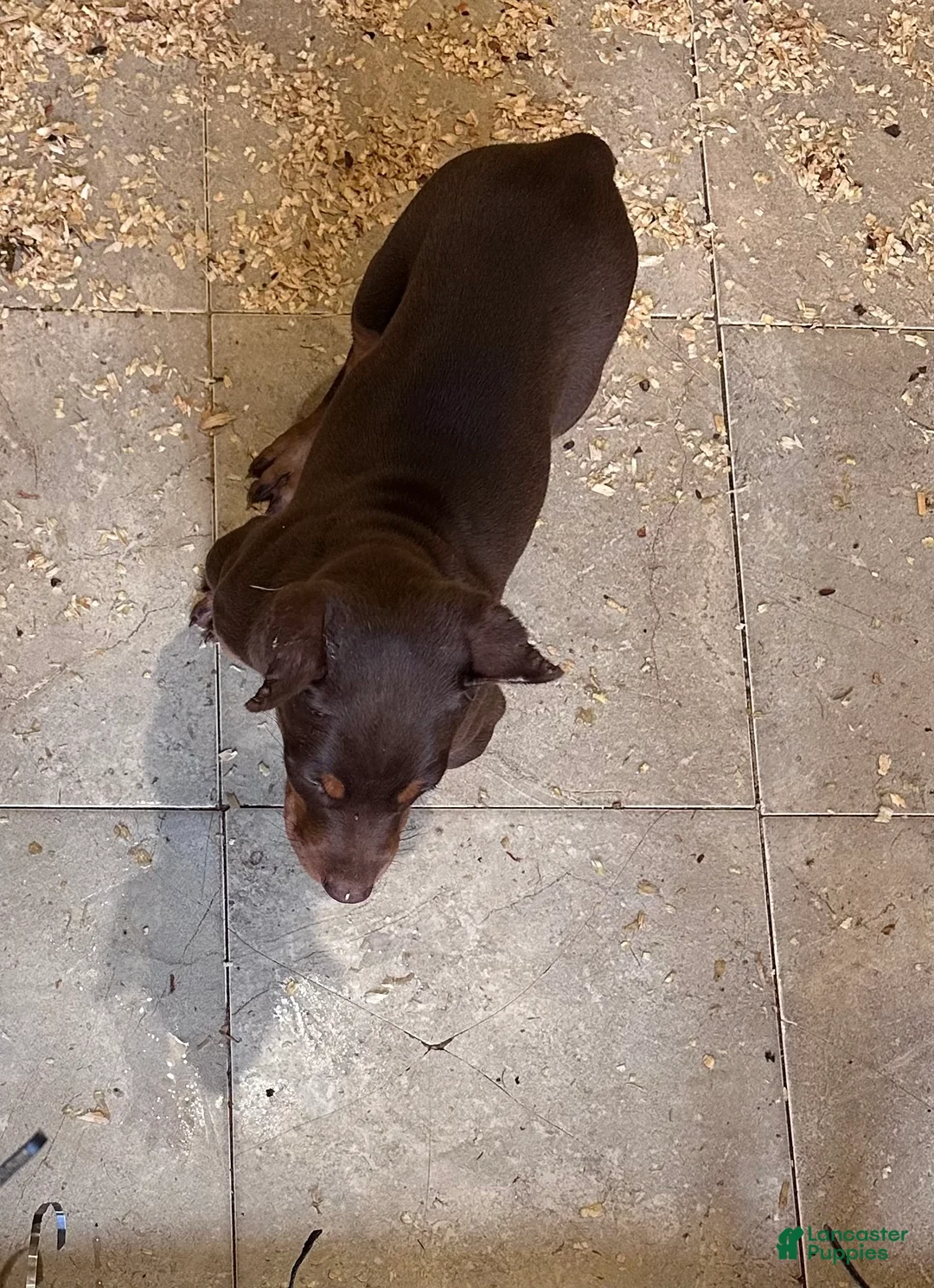 Doberman Pinscher dogs for sale: Doberman Pinscher Puppy 1 - Ad 1