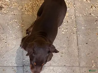 Doberman Pinscher dogs Doberman Pinscher Puppy 1 - Ad 28