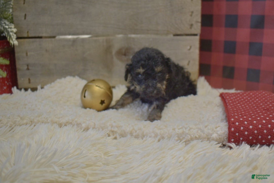 Toy Poodle dogs for sale: Kerrine - Ad 3