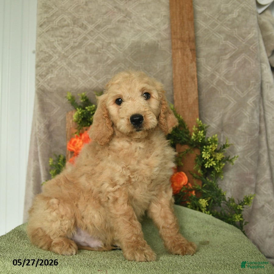 Mini Goldendoodle dogs Hero - Ad 2