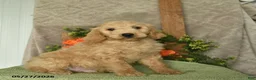 Mini Goldendoodle dogs for sale: Hero - Ad 2