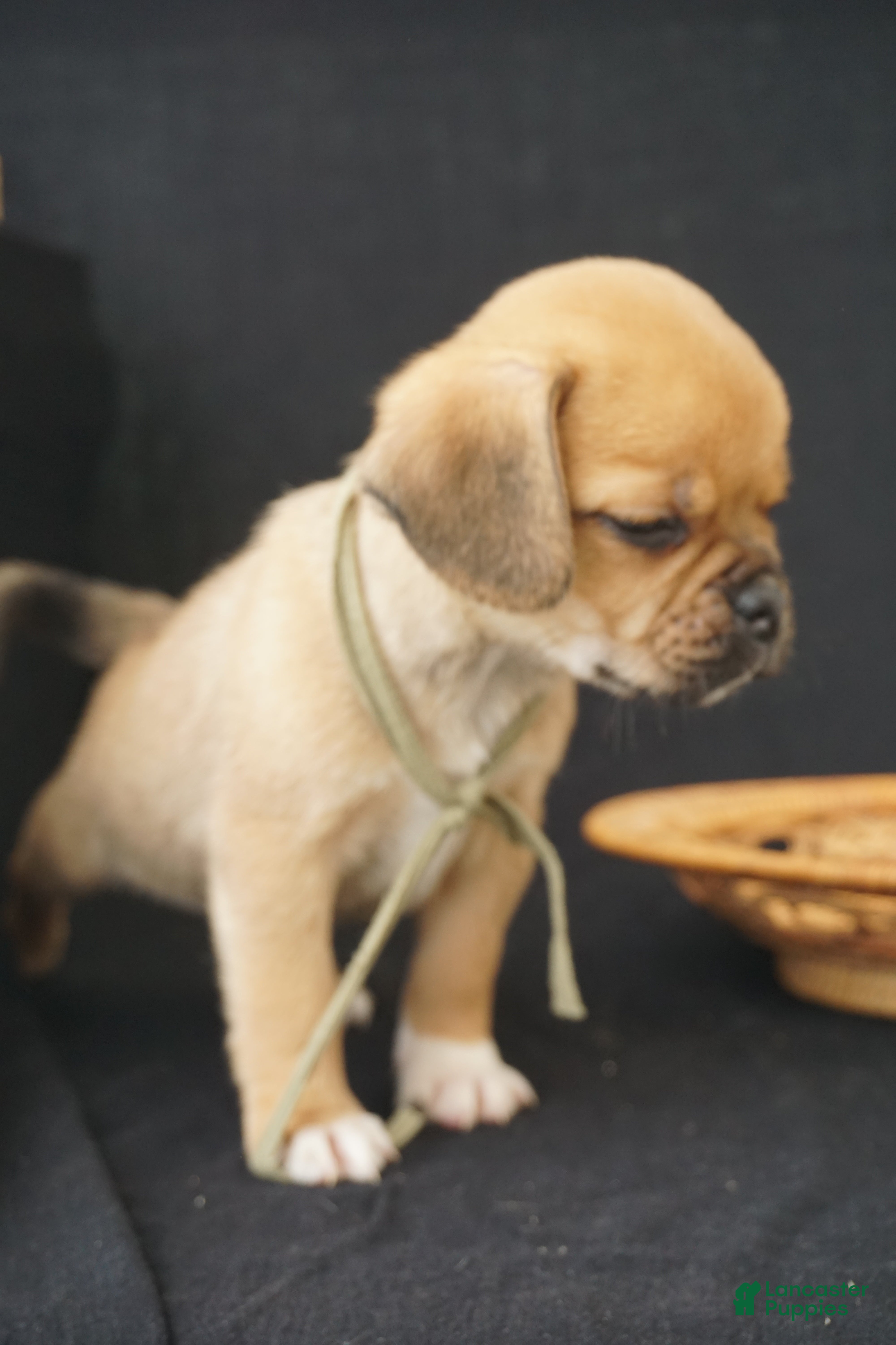 Puggle dogs Bear - Ad 2