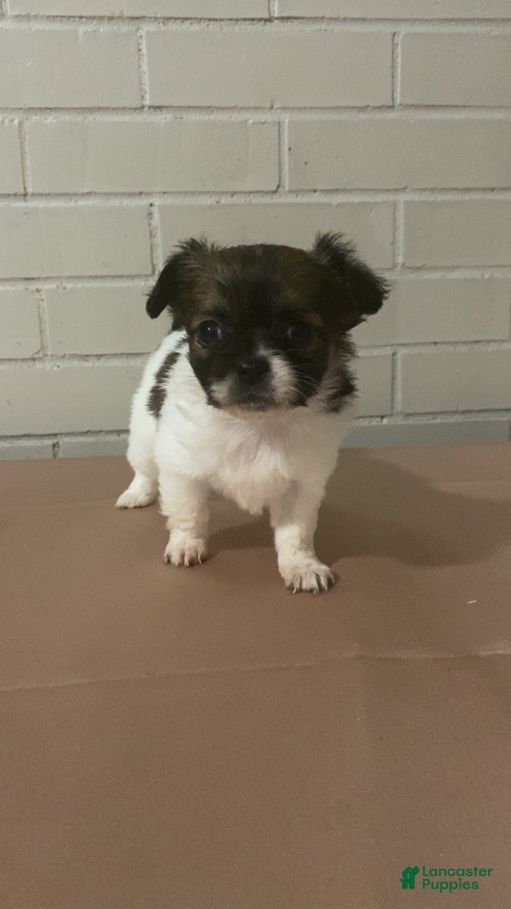 Mixed Breed dogs Mixed Breed Puppy 3 - Ad 42