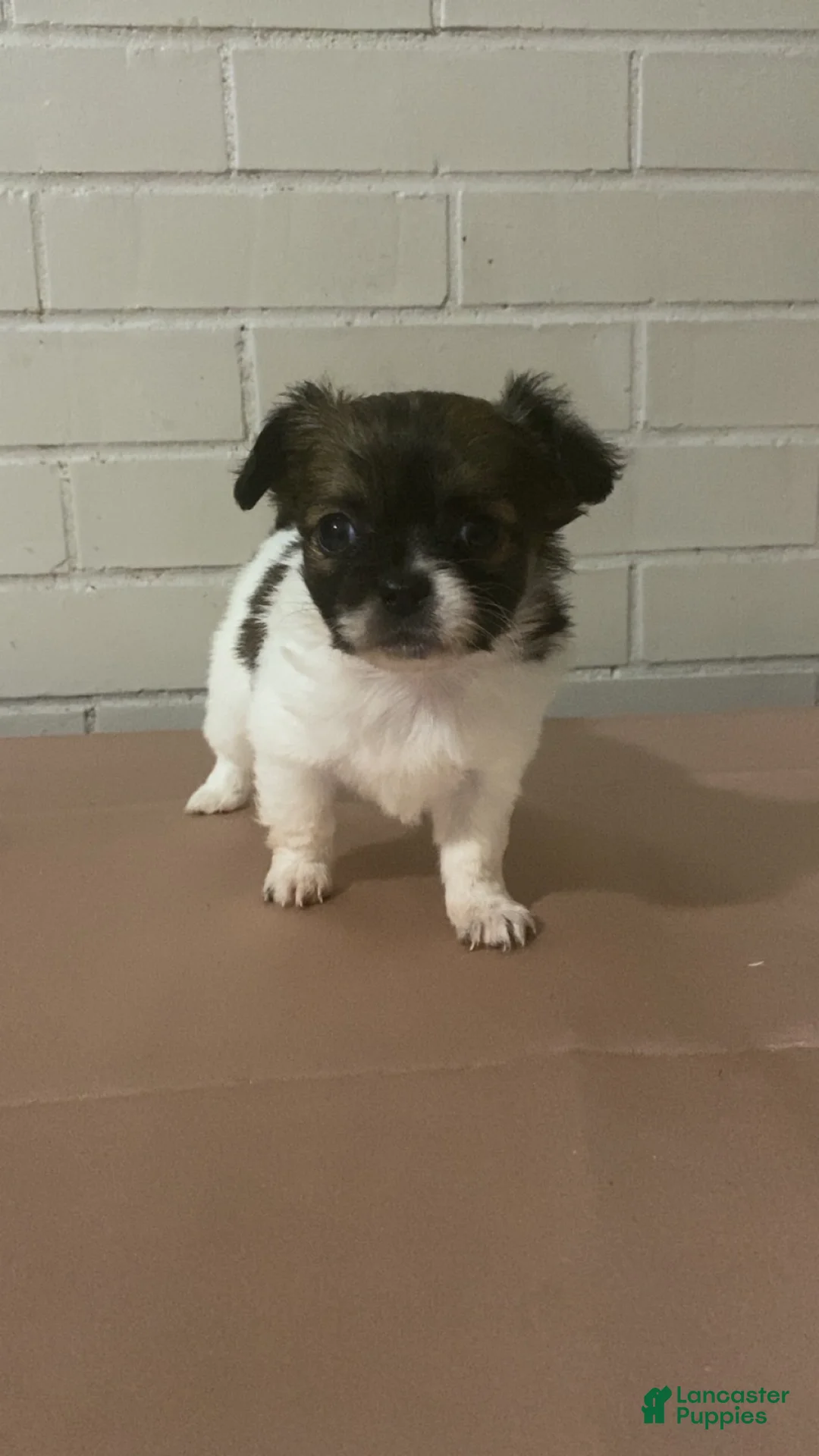 Mixed Breed dogs for sale: Mixed Breed Puppy 3 - Ad 1