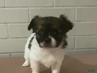 Mixed Breed dogs Mixed Breed Puppy 3 - Ad 4