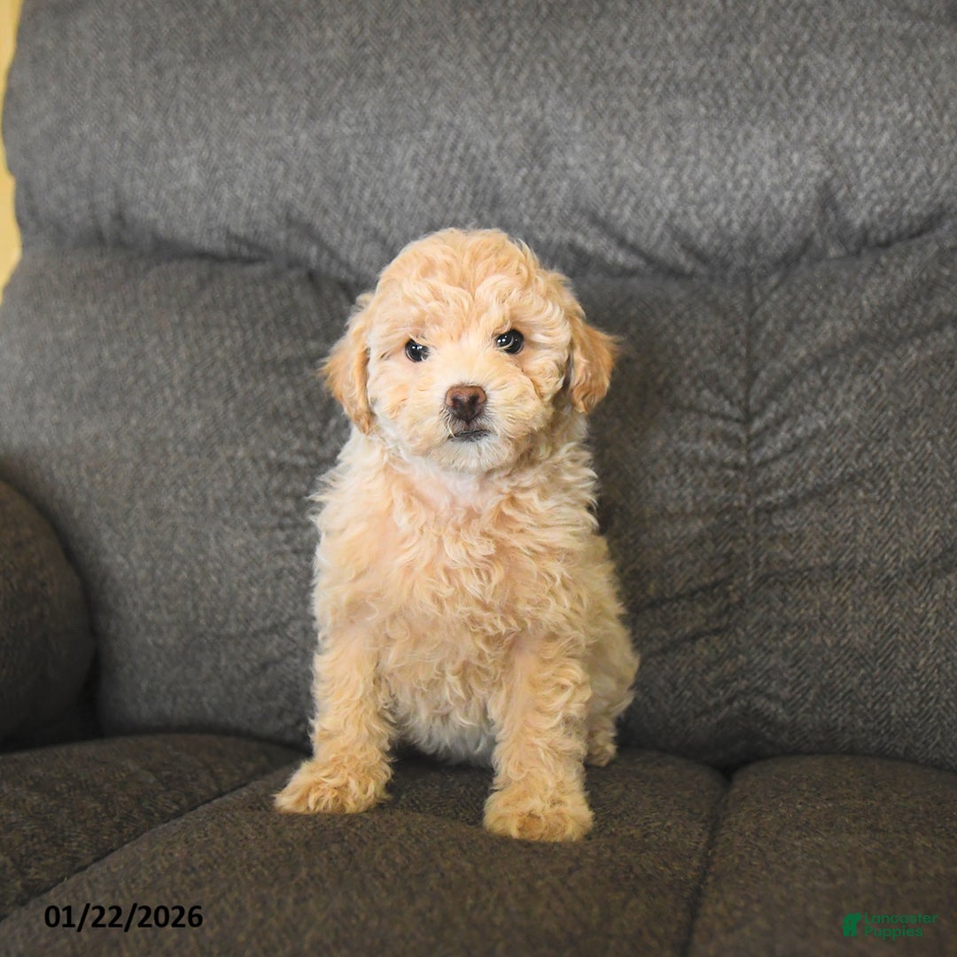 Bichpoo dogs for sale: Lucy  - Ad 1