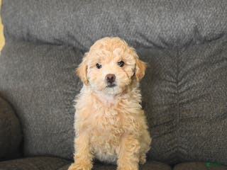 Bichpoo dogs Lucy - Ad 3