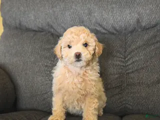 Bichpoo dogs Lucy - Ad 22