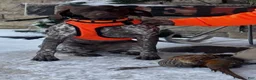 German Shorthaired Pointer dogs for sale: Orange Male - Ad 11