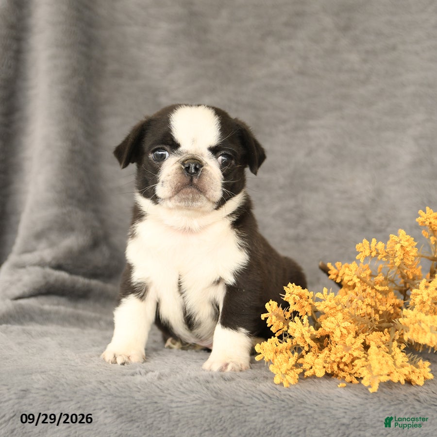 Pug dogs Kyle - Ad 1