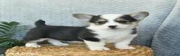 Welsh Corgi Pembroke dogs for sale: Princess  - Ad 1