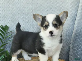 Welsh Corgi Pembroke dogs Princess - Ad 33