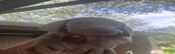 Weimaraner dogs for sale: Beto - Ad 1