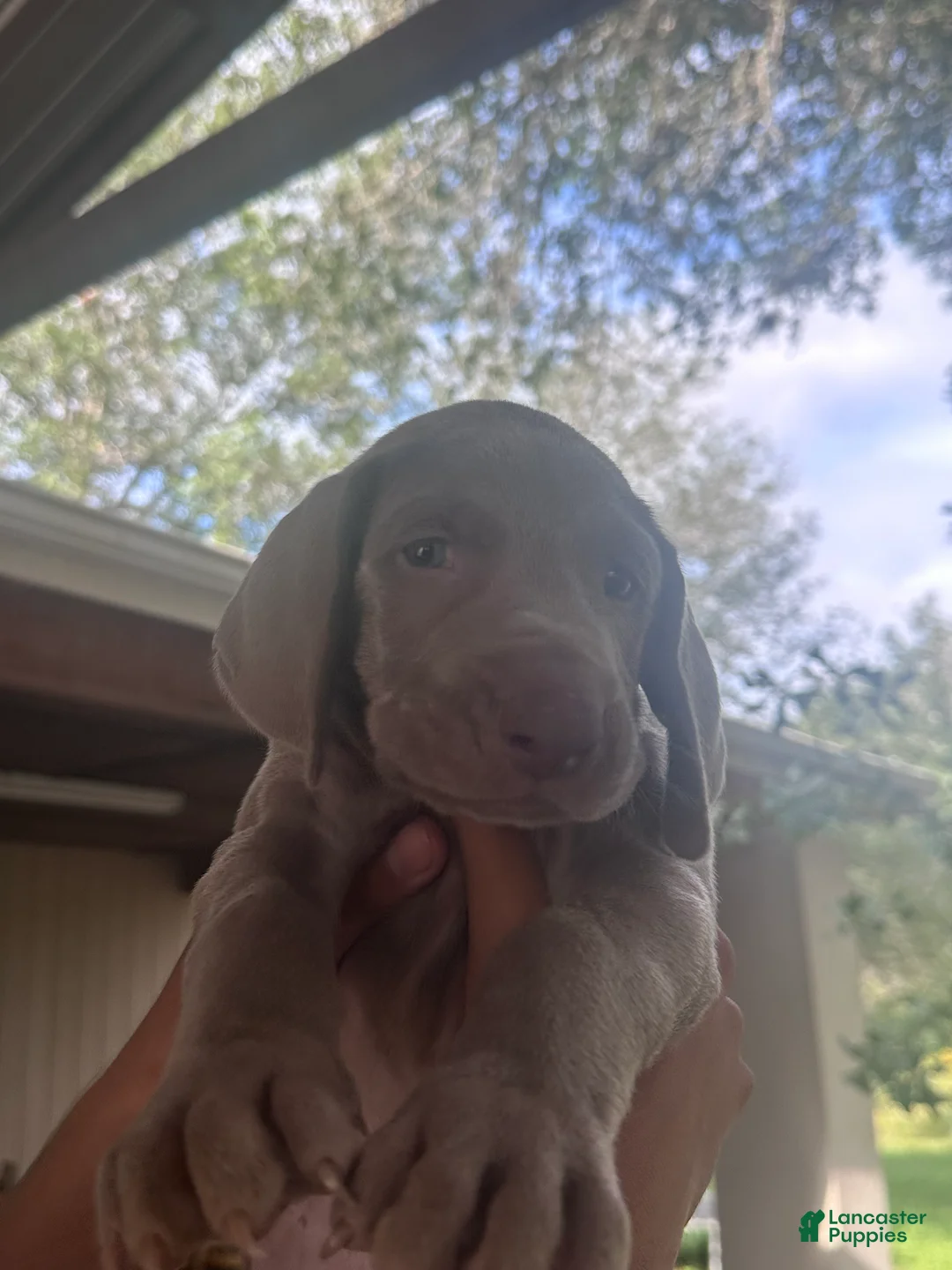 Weimaraner dogs for sale: Beto - Ad 1