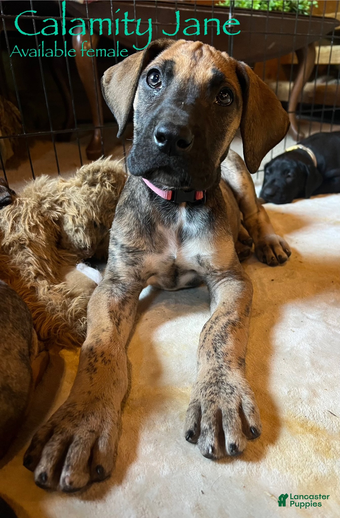 Great Dane dogs Calamity Jane - Ad 39