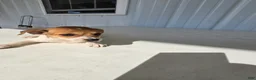 Chihuahua dogs for sale: Spots - Ad 9