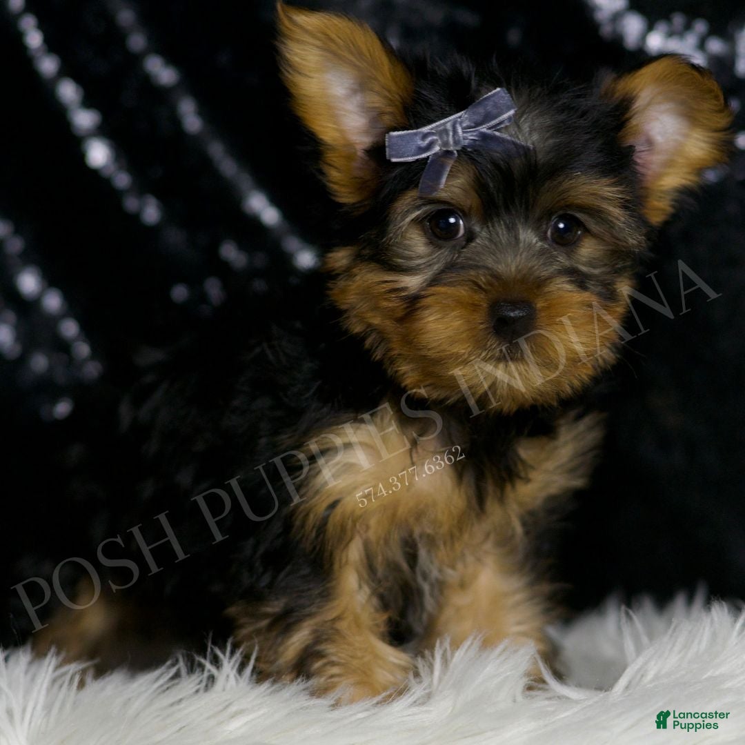 Yorkshire Terrier dogs for sale: Mack - Ad 2