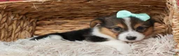 Welsh Corgi Pembroke dogs for sale: Amara🌸 - Ad 7