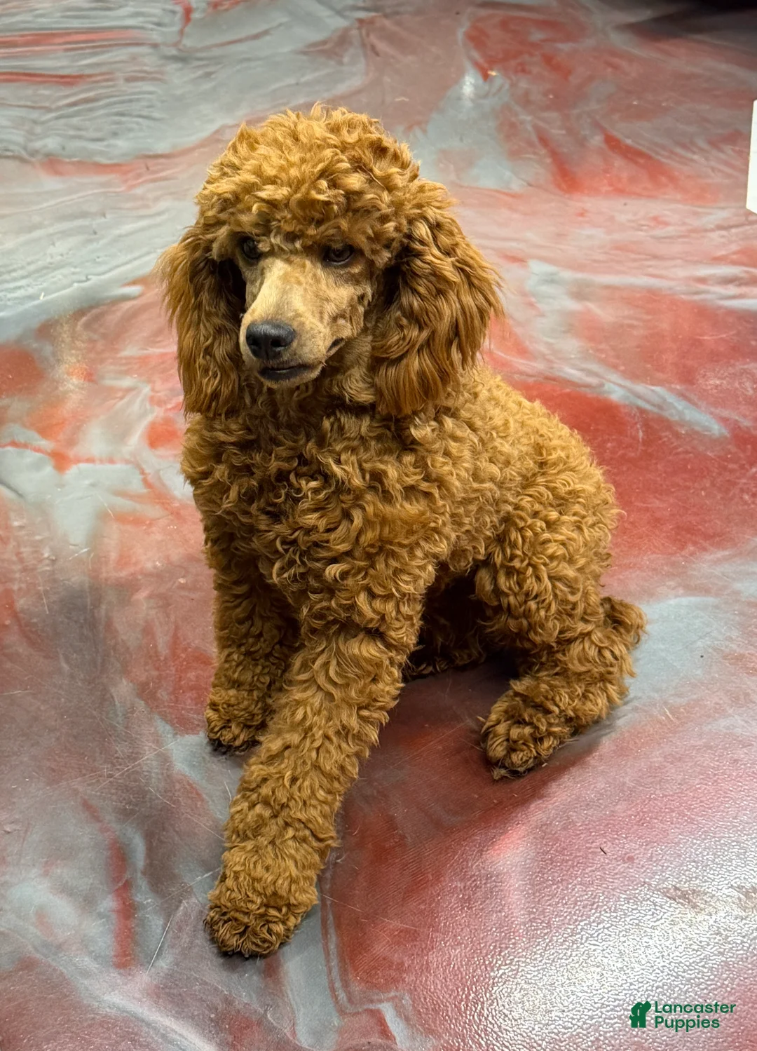 Miniature Poodle dogs for sale: Sunny - Ad 4
