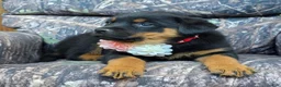 Rottweiler dogs for sale: Zoey - Ad 3