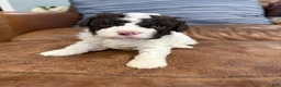 Lagotto Romagnolo dogs for sale: Purple collar Female - Ad 3
