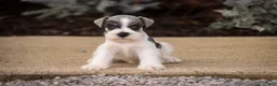 Miniature Schnauzer dogs for sale: Beauregard Miniature Schnauzer - Ad 13