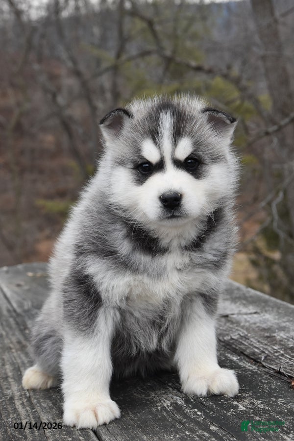 Gerberian Shepsky dogs Pete - Ad 3