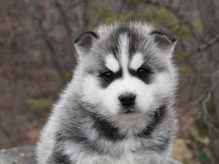 Gerberian Shepsky dogs Pete - Ad 5