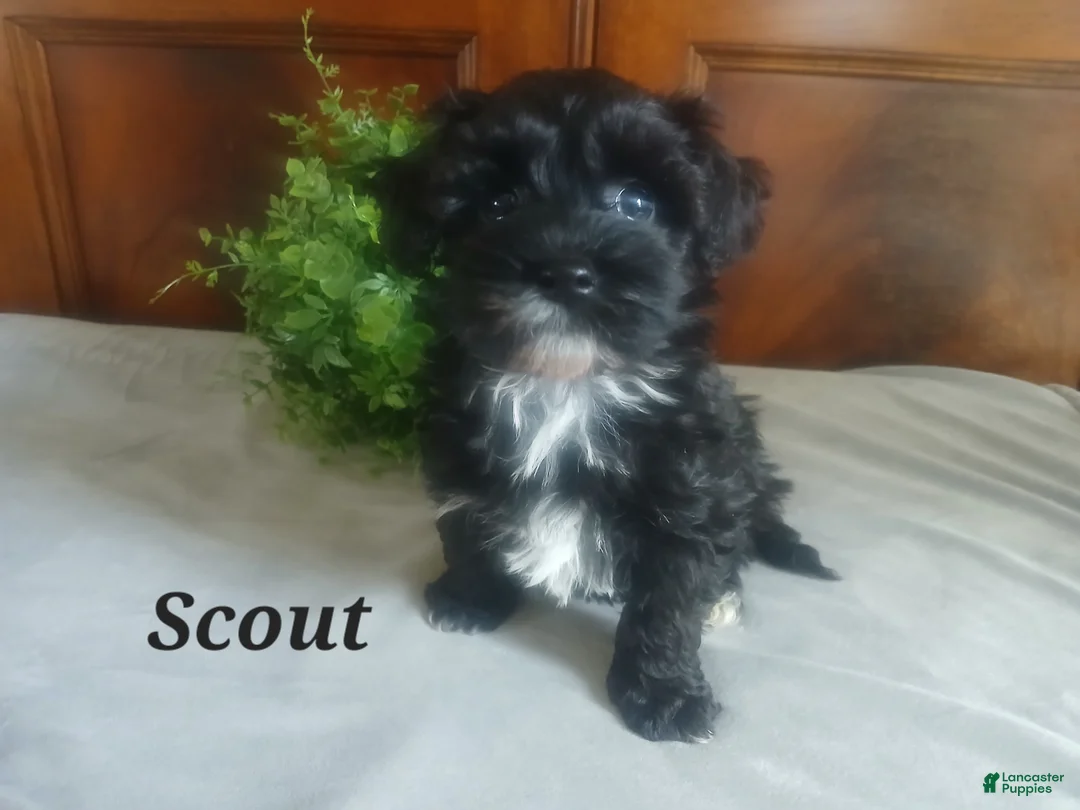 Havapoo dogs for sale: Scout - Ad 3