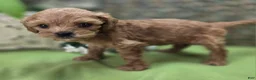 Cockapoo dogs for sale: Girdle - Ad 16