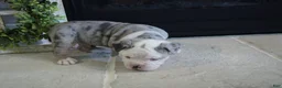 Olde English Bulldogge dogs for sale: Pepsi - Ad 3