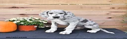 Great Dane dogs for sale: Bo  - Ad 5