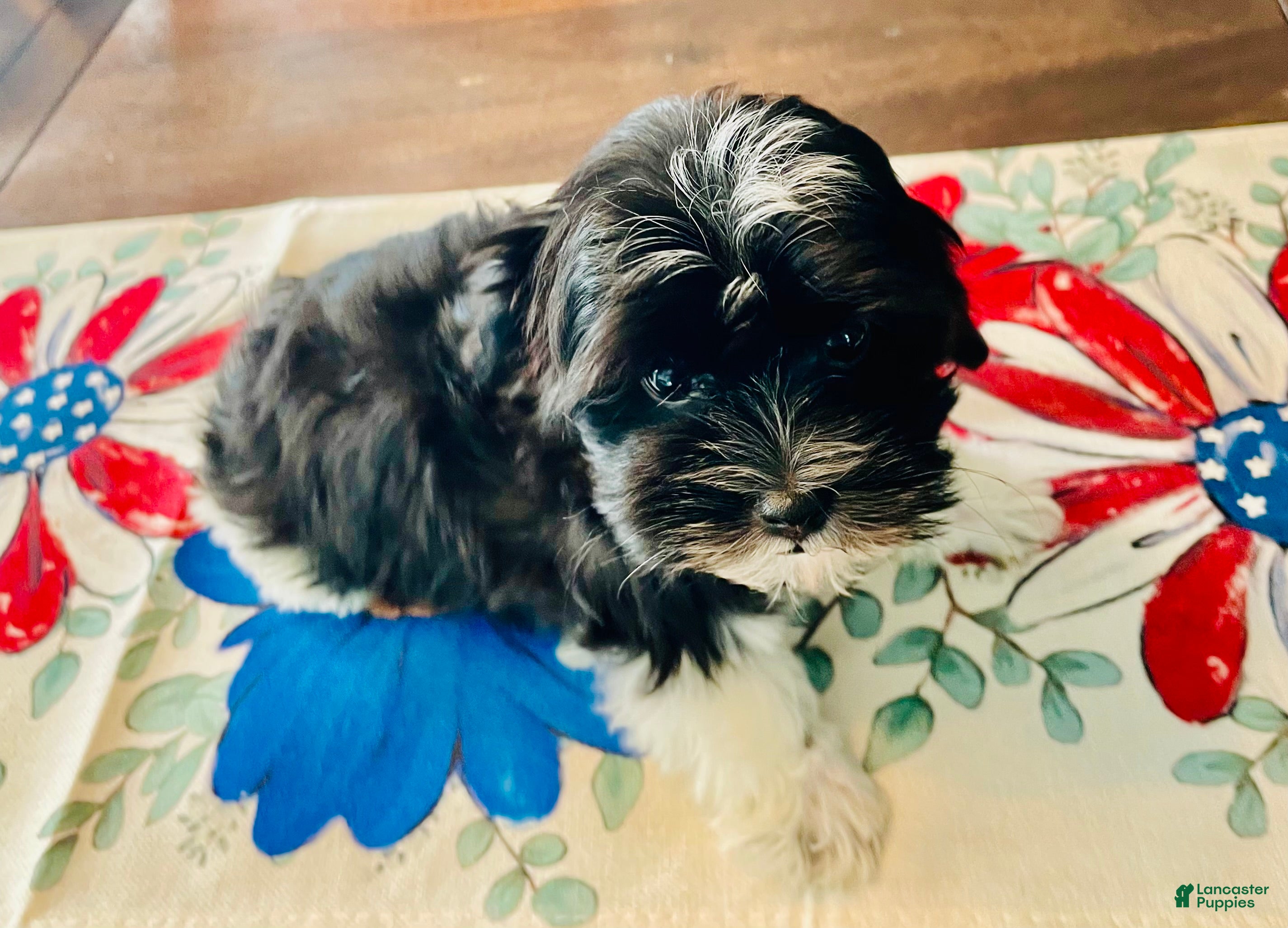 Havanese dogs Oreo - Ad 35