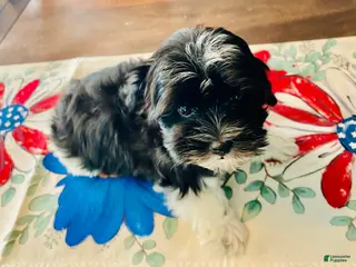 Havanese dogs Oreo - Ad 35