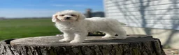 Miniature Poodle dogs for sale: Zella - Ad 3