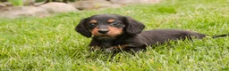 Miniature Dachshund dogs for sale: Bucky - Ad 3