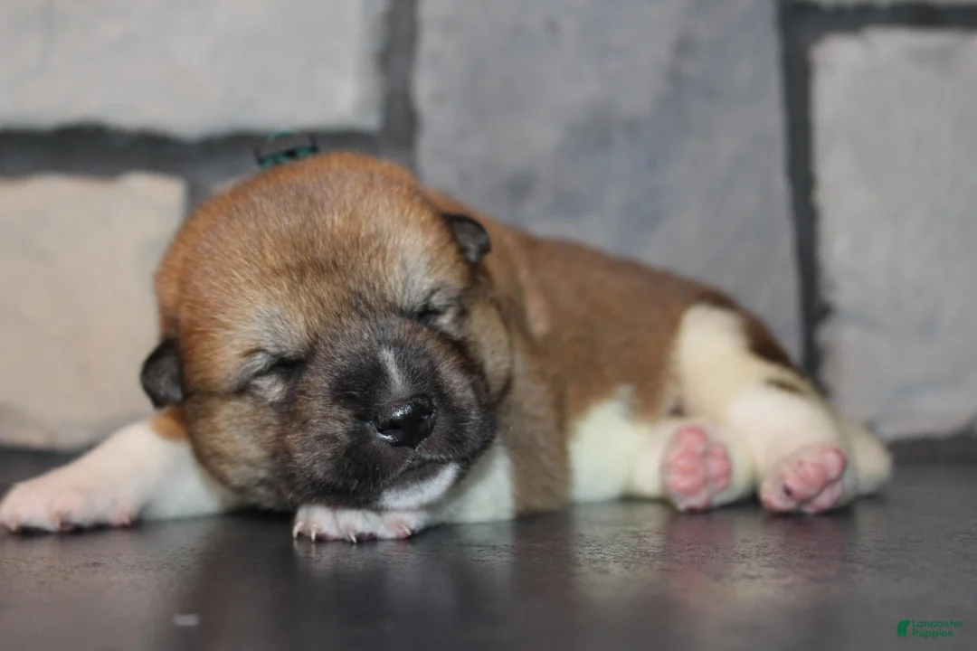 Akita dogs for sale: AKC Bear - Ad 2