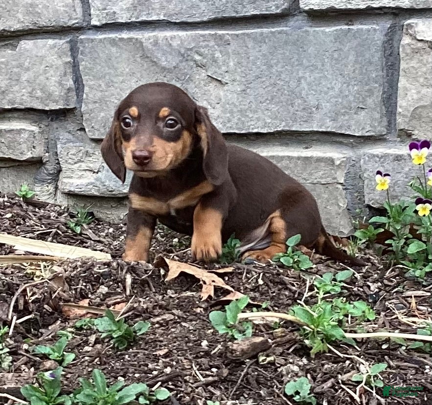 Miniature Dachshund dogs Dash  - Ad 1