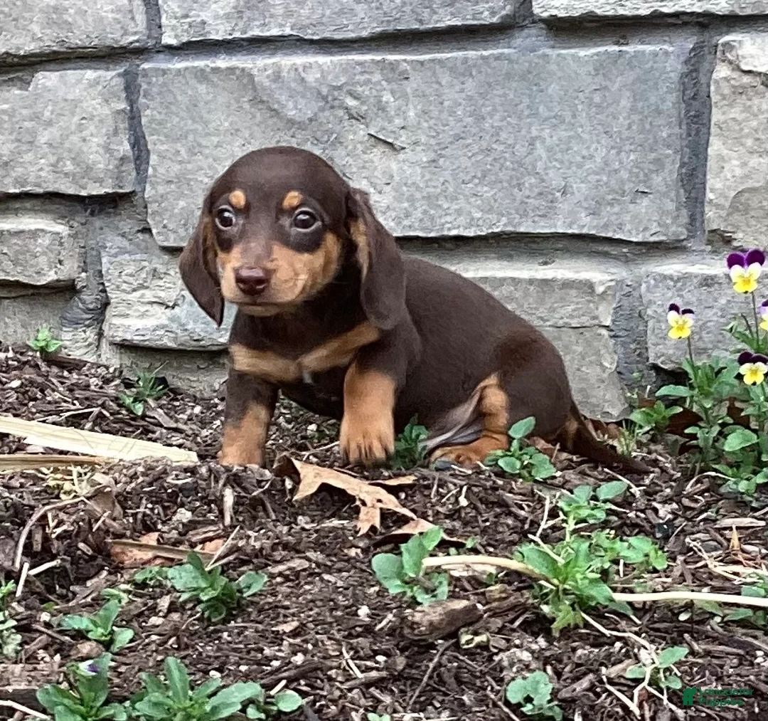 Miniature Dachshund dogs for sale: Dash  - Ad 1