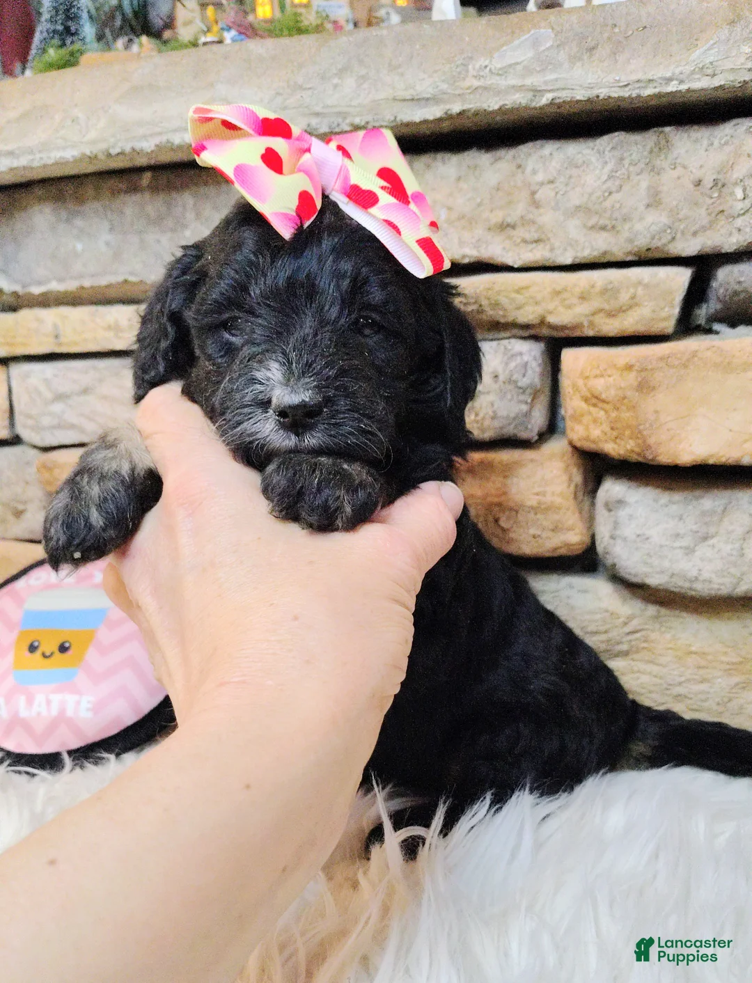 Saint Berdoodles dogs for sale: Arwen F1b Saint Berdoodle - Ad 3