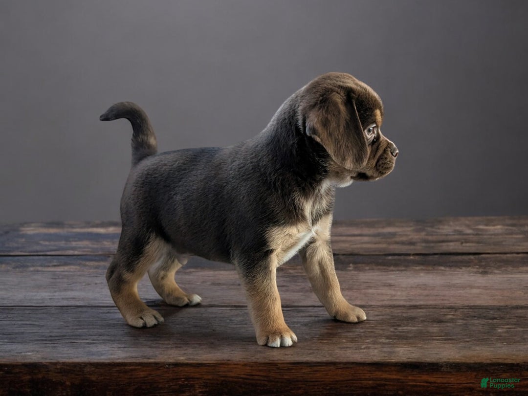 Puggle dogs for sale: Hershey - Ad 2