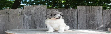 Fern AKC Standard Poodle